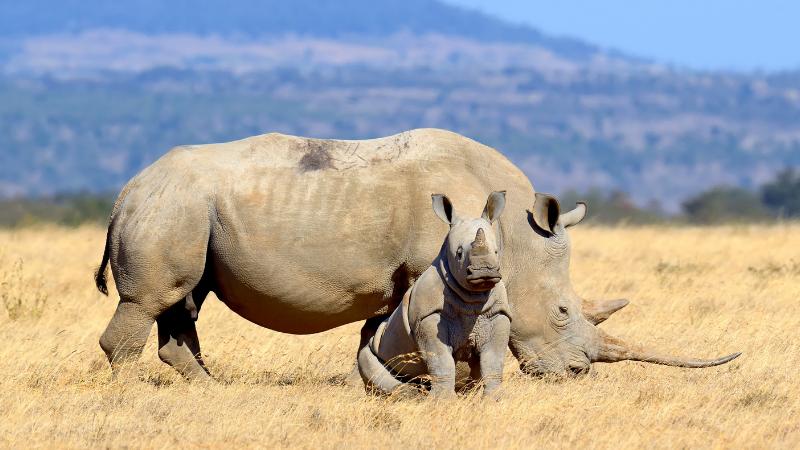 Animals: Animal conservation